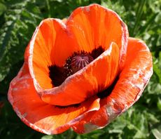 Mohn-orientalisch-3.jpg